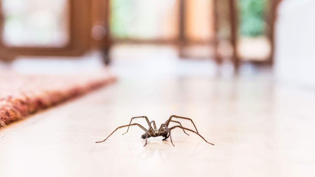 7 рослин, які відлякують павуків з вашого будинку - Ідеї