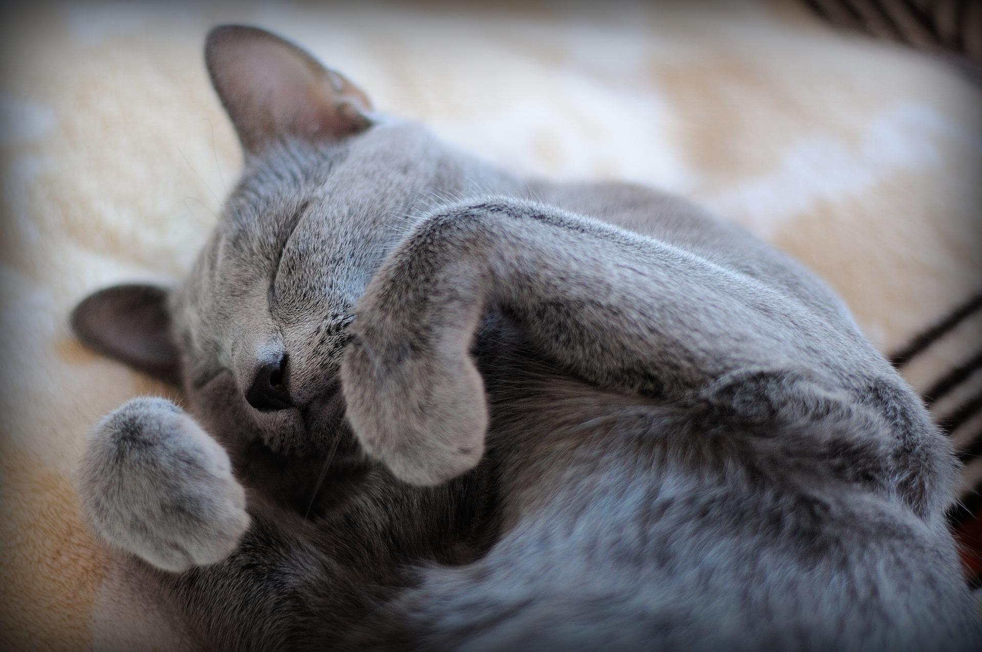 Коти-фотомоделі: вчіться,  як правильно позувати
