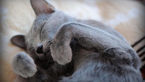 Коты-фотомодели: учитесь, как правильно позировать
