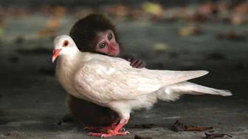 10 фото, которые доказывают, что животные умеют дружить