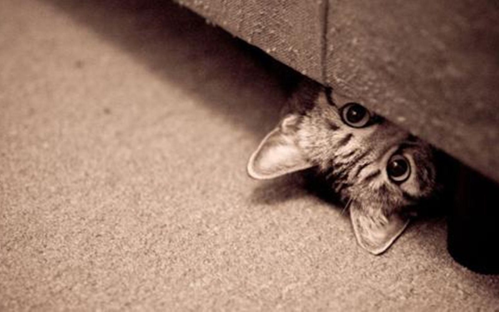 Забавные фото домашних любимцев Забавные фото домашних любимцев