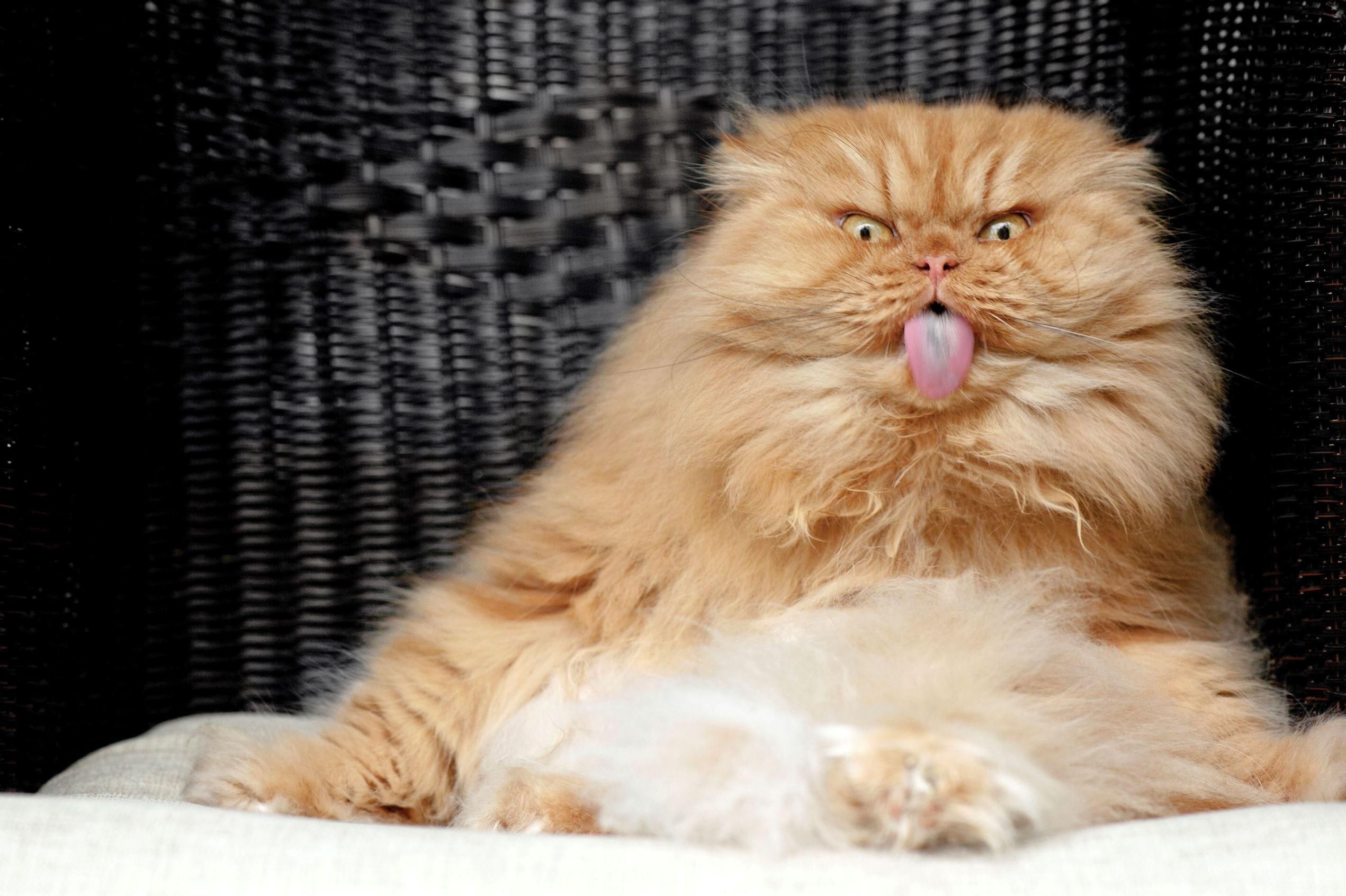 Особые эмоции животных Особые эмоции животных