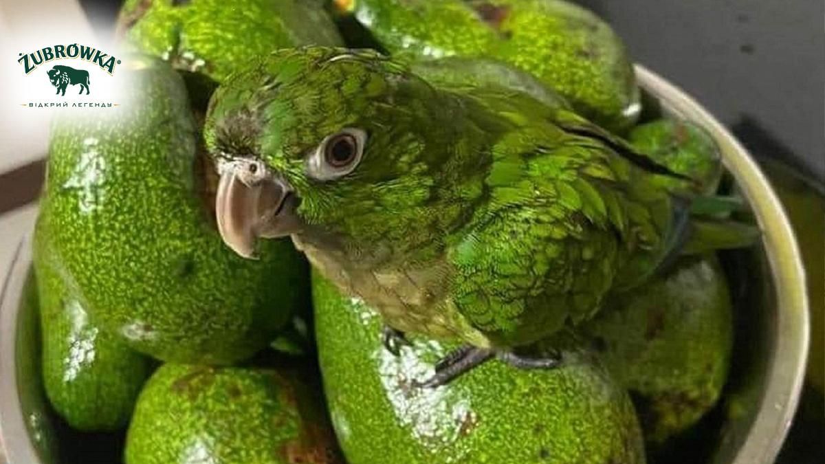 Відгадайте що на фото: 16 прикладів оптичних ілюзій Відгадайте що на фото: 16 прикладів оптичних ілюзій