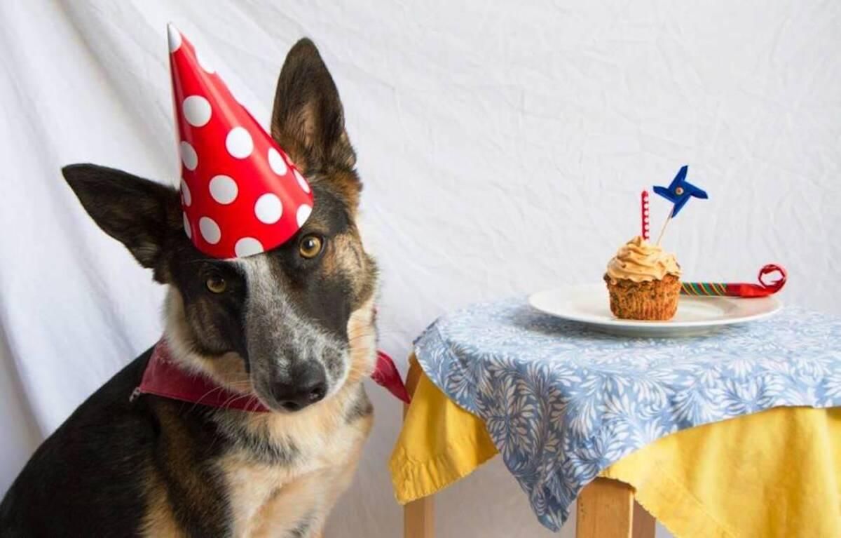 Оригинальные подарки для собаки Оригинальные подарки для собаки