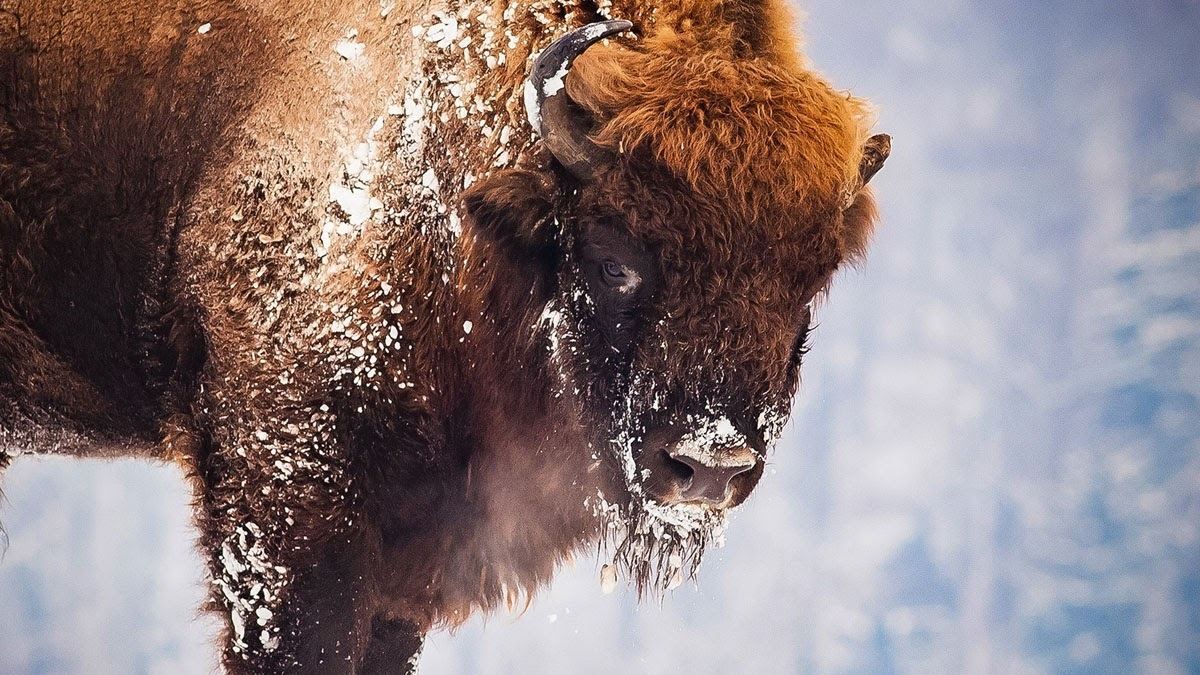 Zubrowka на защите дикой природы: как легендарный бренд борется за краснокнижных зубров