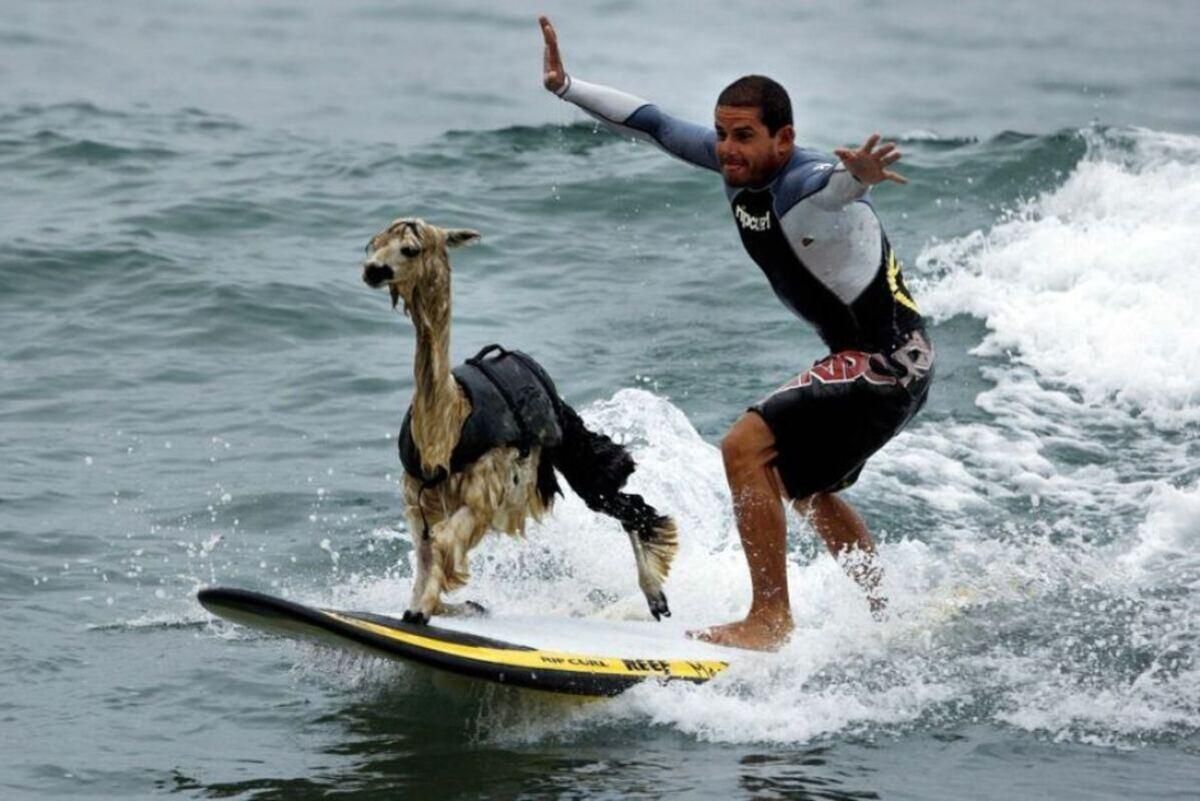 Несподівані домашні тварини Несподівані домашні тварини