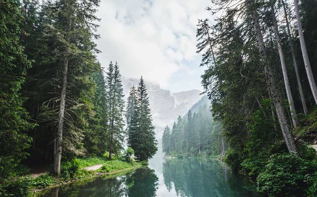 Интернет-радио, где можно бесплатно слушать звуки леса