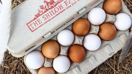 Фермер показал, как хранить куриные яйца: даже производители делают это неправильно
