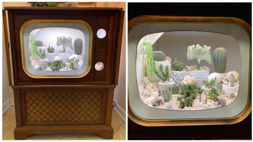 Американка сделала из старинного телевизора террариум для кактусов: удивительные фото