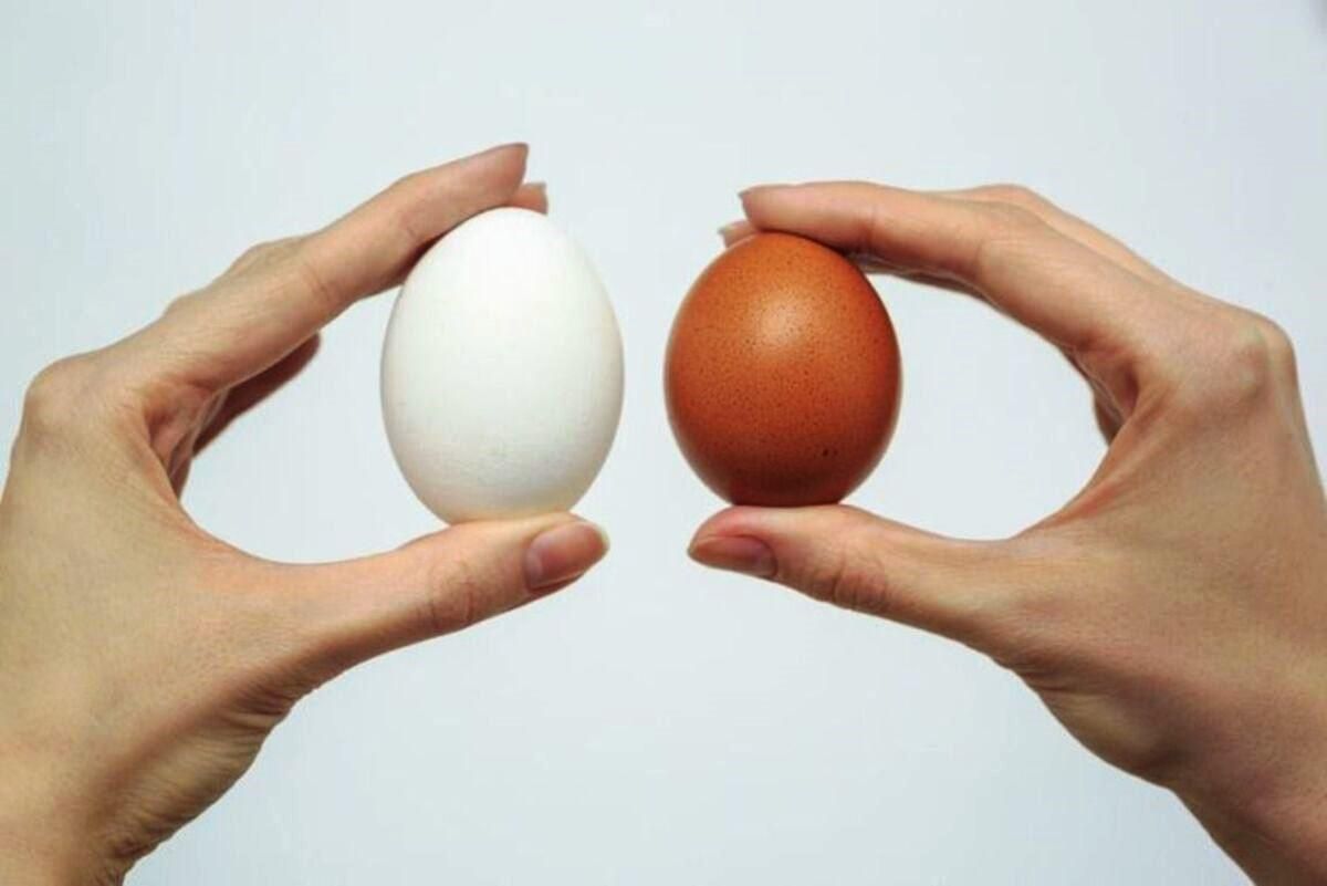 Відмінності між білими та коричневими яйцями