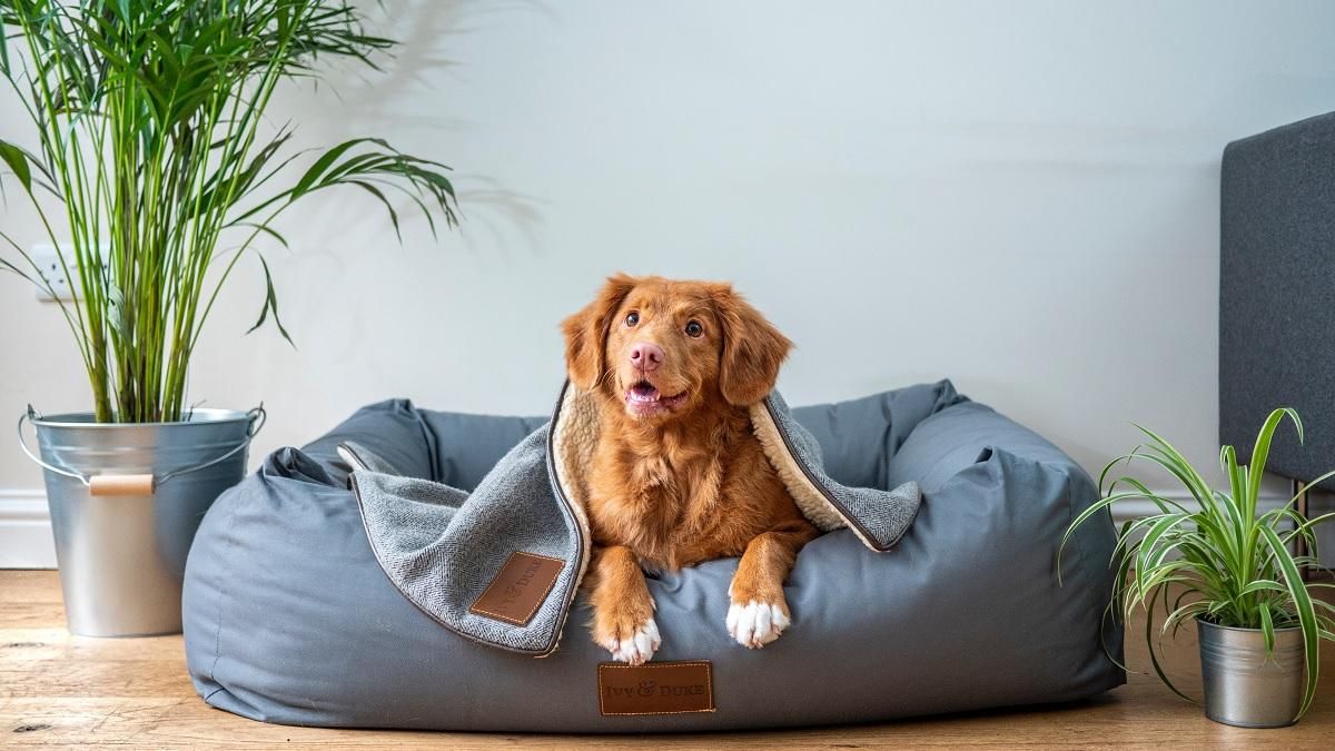 Такое сможет даже новичок: как сделать подушку для домашнего питомца Такое сможет даже новичок: как сделать подушку для домашнего питомца