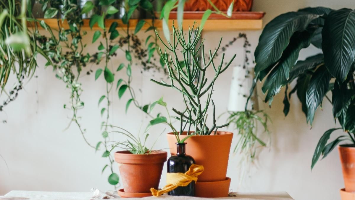 Рослини, які пахнуть неймовірно Рослини, які пахнуть неймовірно