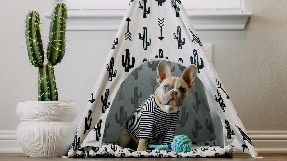 Як правильно прати одяг та аксесуари домашніх тварин: прості правила Як правильно прати одяг та аксесуари домашніх тварин: прості правила