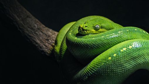 Всесвітній день змій: 10 маловідомих фактів про цих дивовижних плазунів