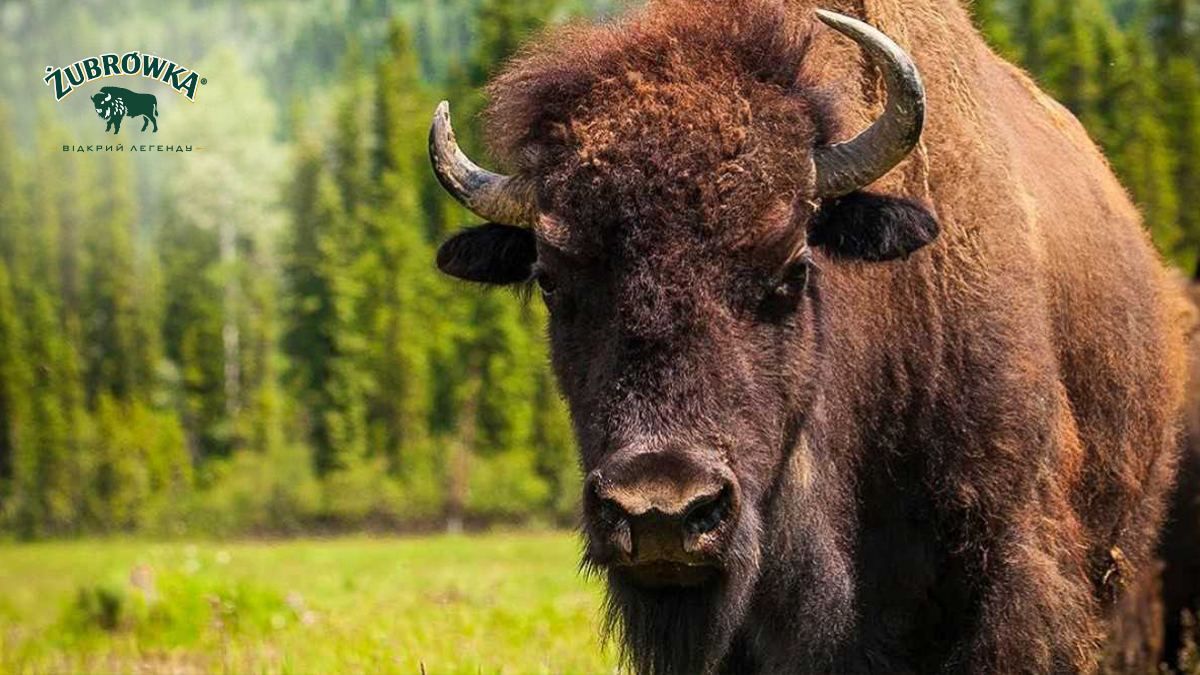 Відкриваючи легенду Żubrówka: історія створення автентичного бренду - Ідеї Відкриваючи легенду Żubrówka: історія створення автентичного бренду - Ідеї