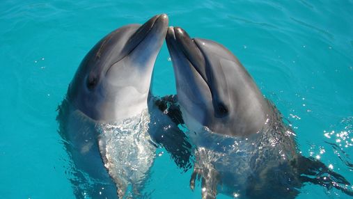 Всесвітній день китів і дельфінів: цікаві факти про цих дивовижних тварин