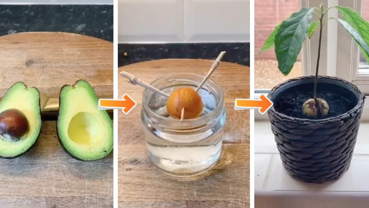 Як посадити авокадо вдома