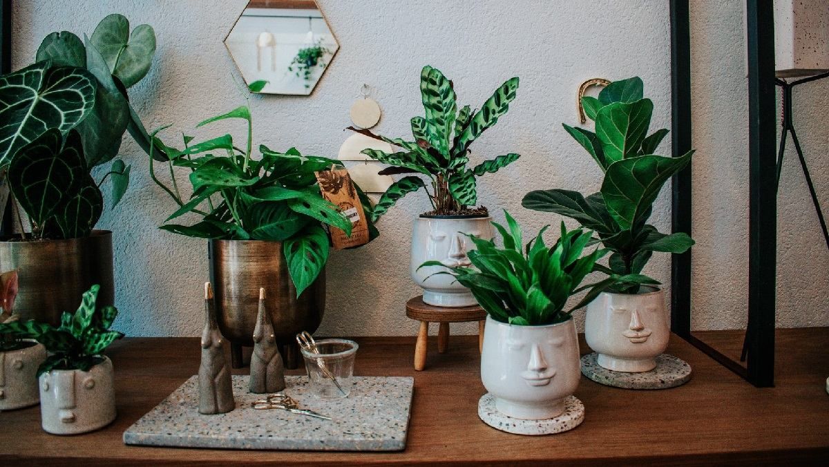 Замість дорогого зволожувача та дезінфектора: 7 кімнатних рослин, які очистять повітря - Ідеї