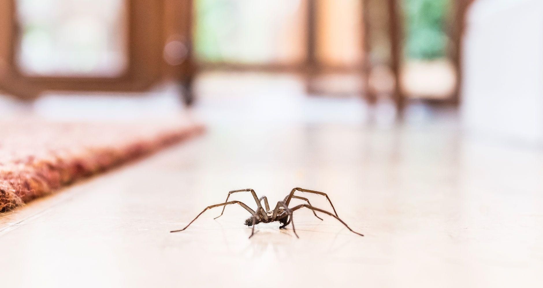7 рослин, які відлякують павуків з вашого будинку - Ідеї