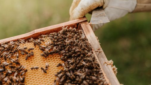 По соседству с пчелами: в Англии отель обустраивает необычные дома