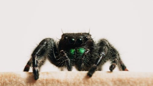 Плюшеві тарантули: українська мисткиня створює реалістичні подушки