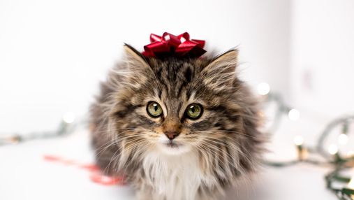 Ноутбук для кота та інші цікавинки: 5 ідей подарунків тим, хто любить пухнастиків